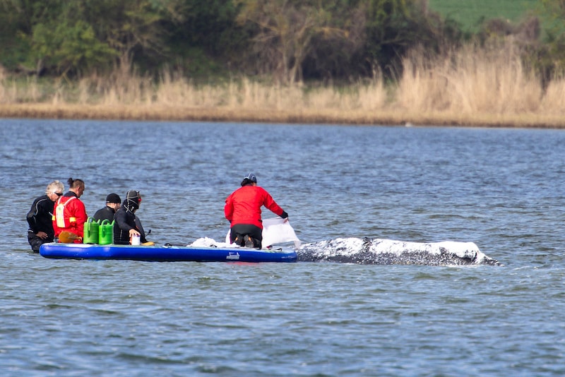Photo from April 24th Hulpverleners in the weer met zinczalf en sheets om de huid van walvis Timmy te verzorgen toen hij nog vastzat in de Oostzee.