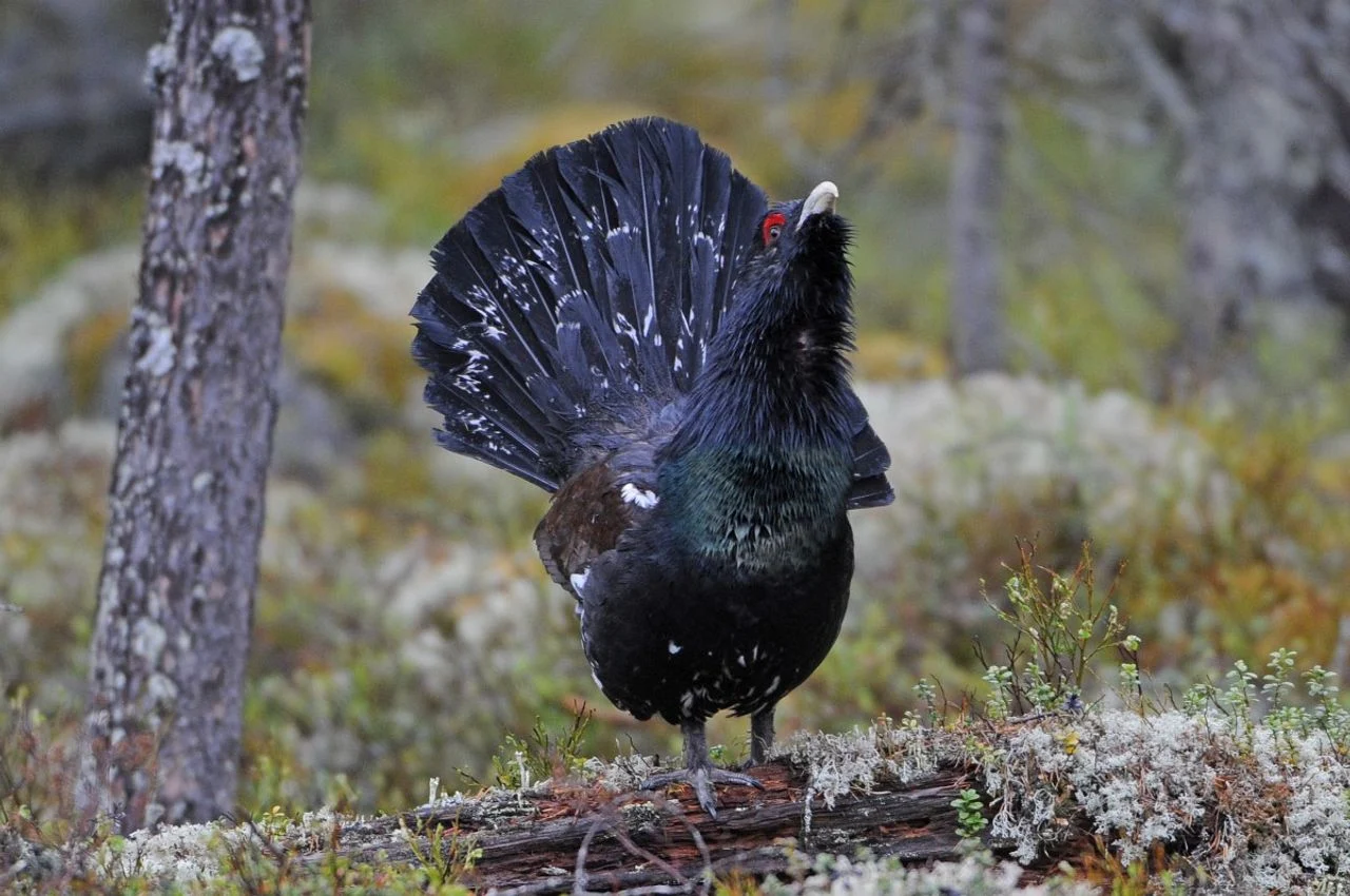 A male capercaillie (photo: Saxifraga/Joerg Mager).