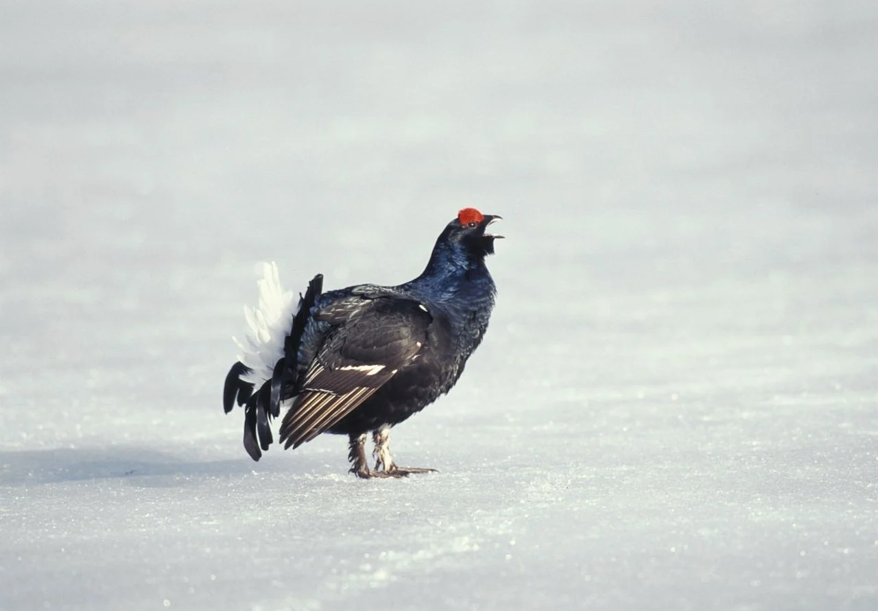 A black grouse (photo: Saxifraga/Arie de Knijff).