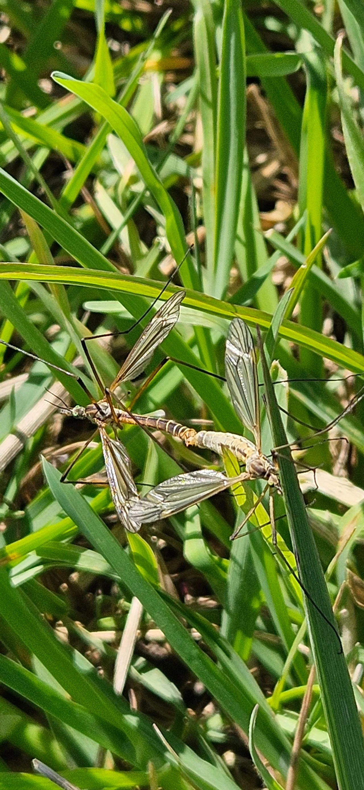 A mating of spring crane flies (photo: Margot Reijnders).