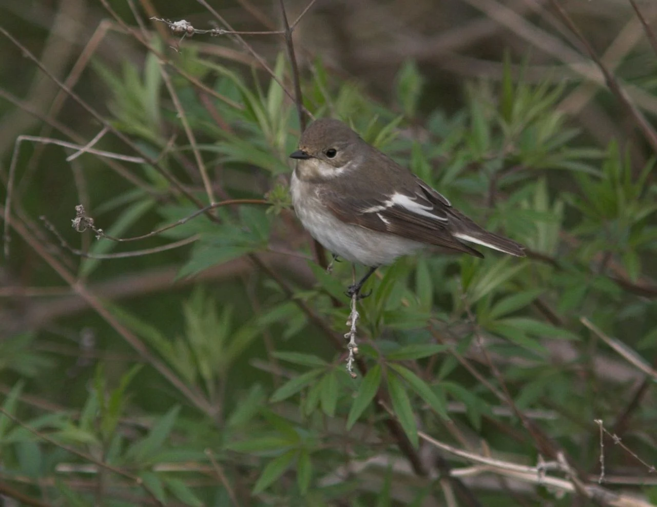 A pied flycatcher (photo: Saxifraga/Luc Hoogenstein)