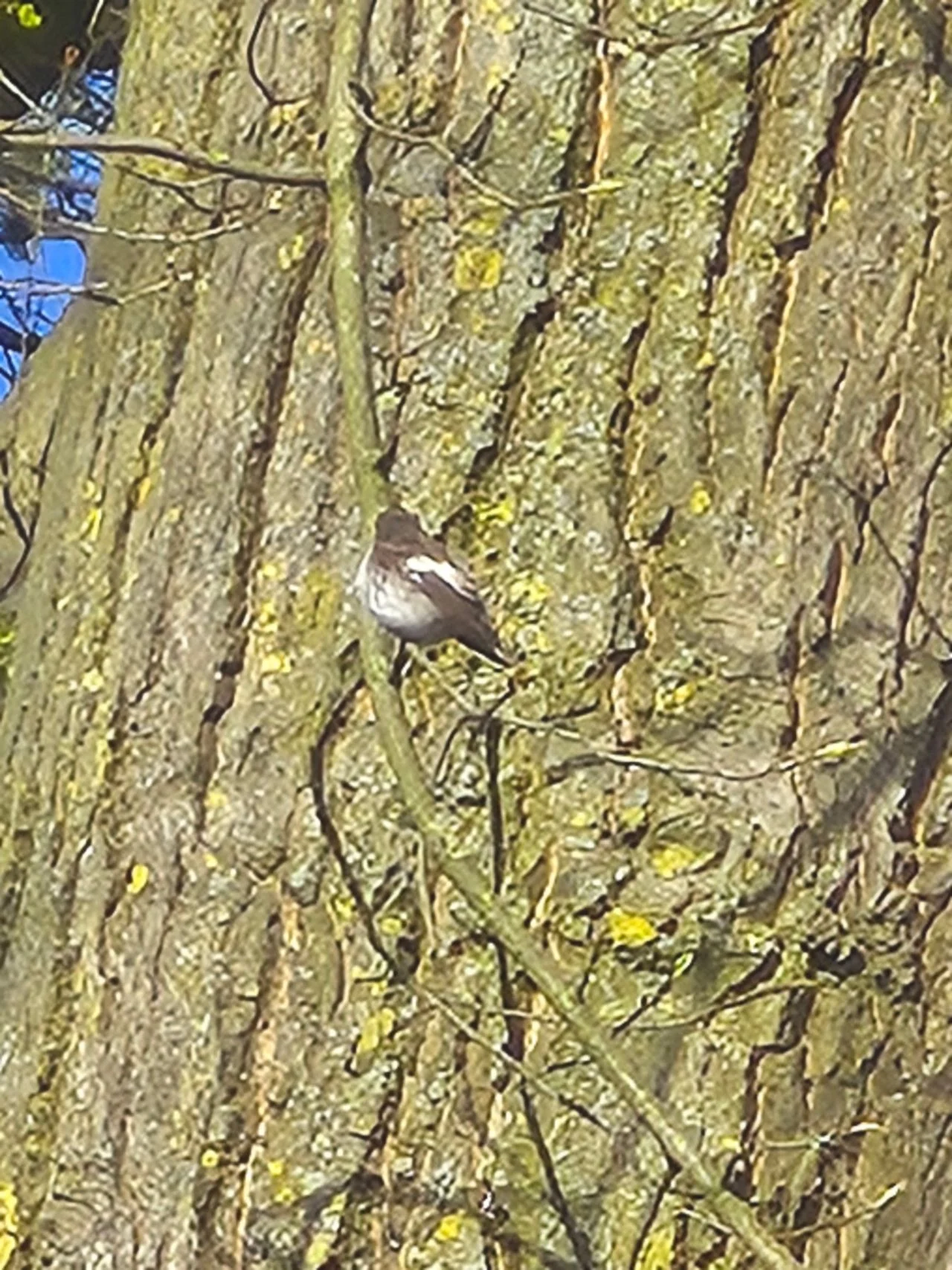 A pied flycatcher (photo: Roy van der Vegt).