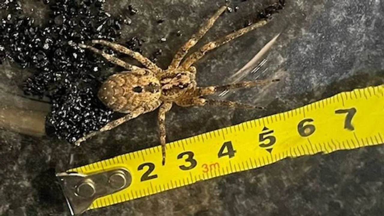 A false wolf spider.