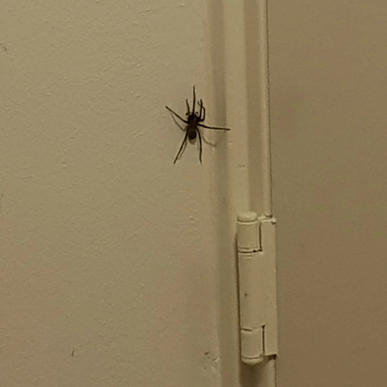 Possibly a false wolf spider (photo: Sanne Vlemmings).