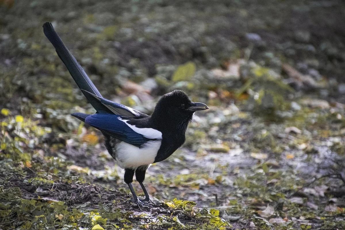 The magpie provides great ecosystem services