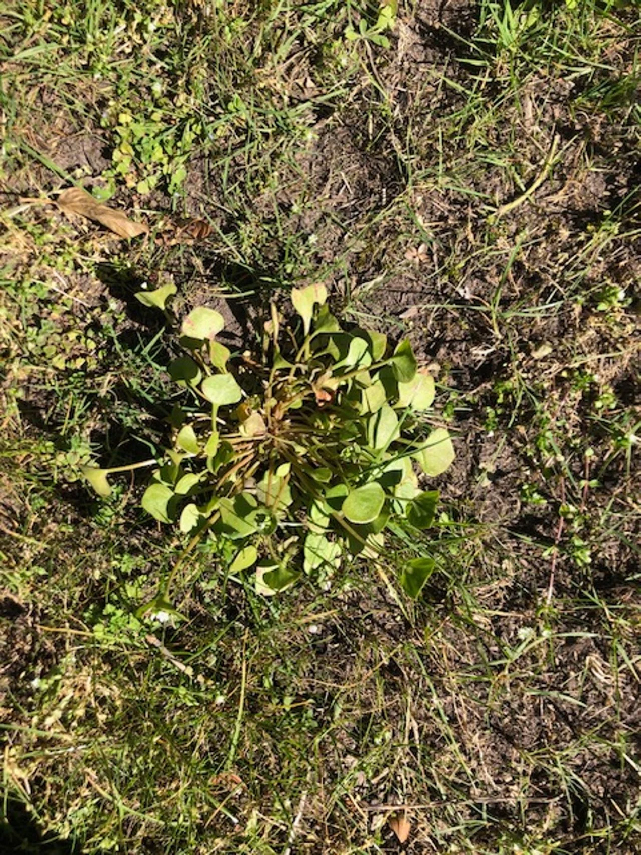 Winter purslane (Photo: Theo Sanders).