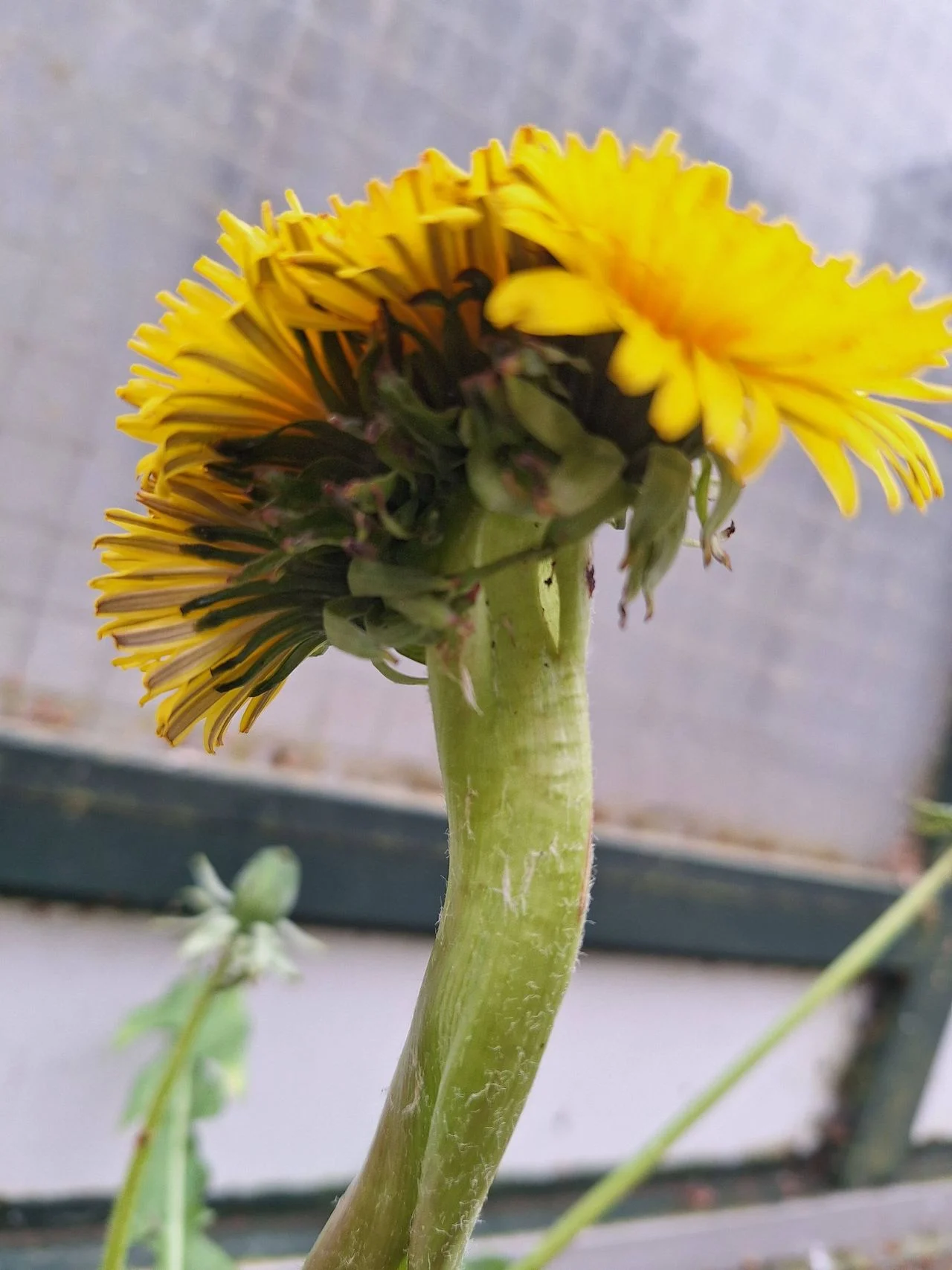 Strange stem on dandelion (Photo: Monique Spooren Kiljan).