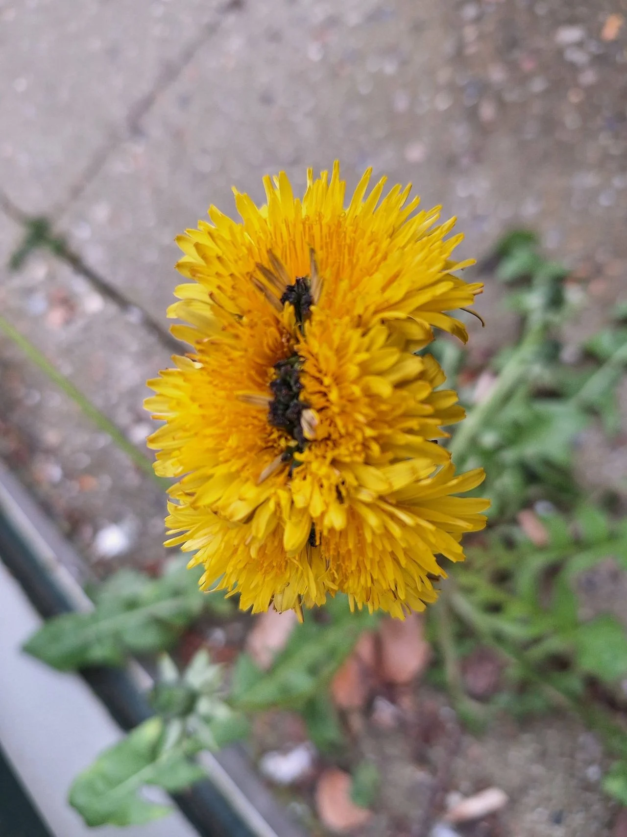 Strange dandelion with lots of floral detail (Photo: Monique Spooren Kiljan).