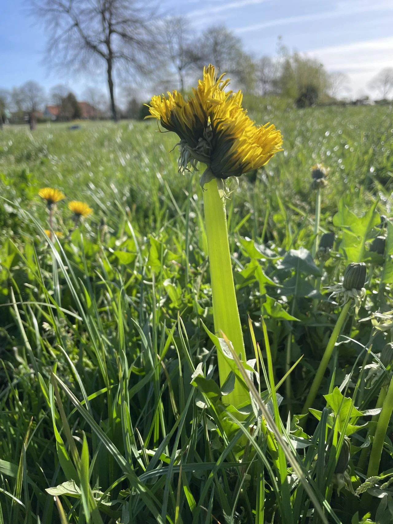 Strange dandelion flower (Photo: Thea Verkamman 2).