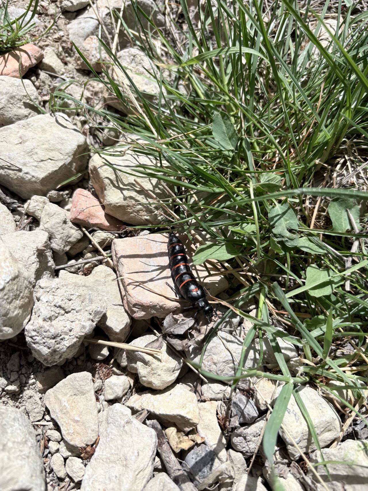A red-striped oil beetle (Photo: Ruben Bührmann).