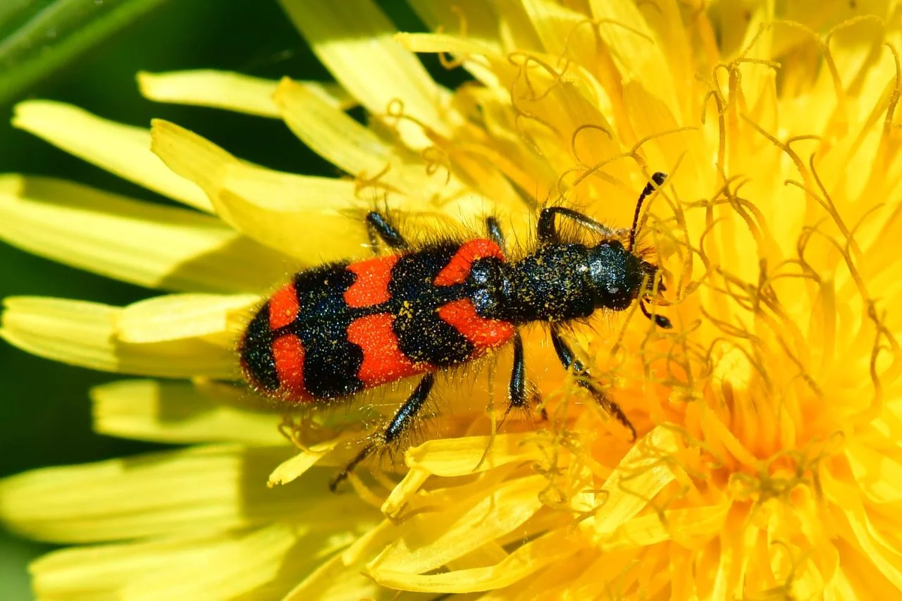 A hairy beewolf (Photo: Bas van Sambeek).