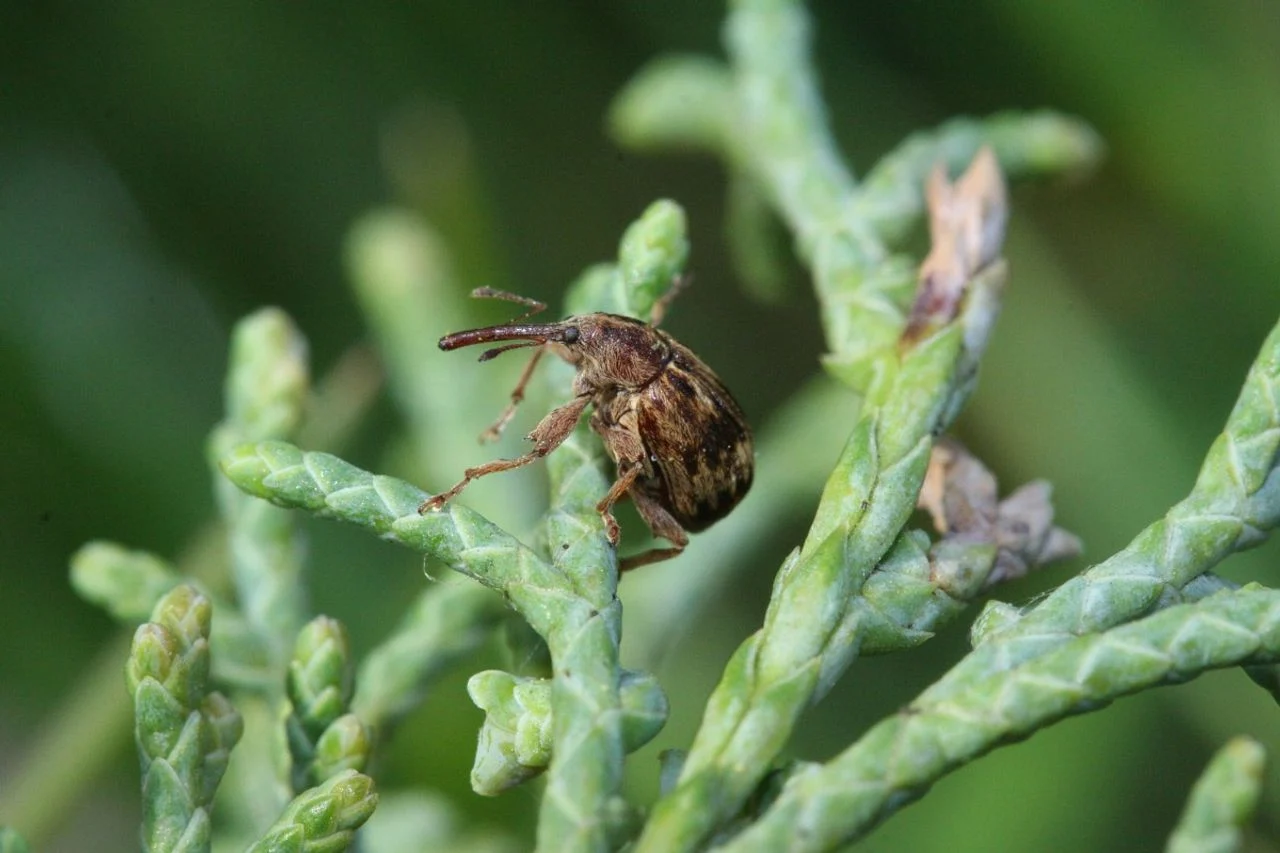 A cherry pit beetle (photo: Ies van de Vossenberg).