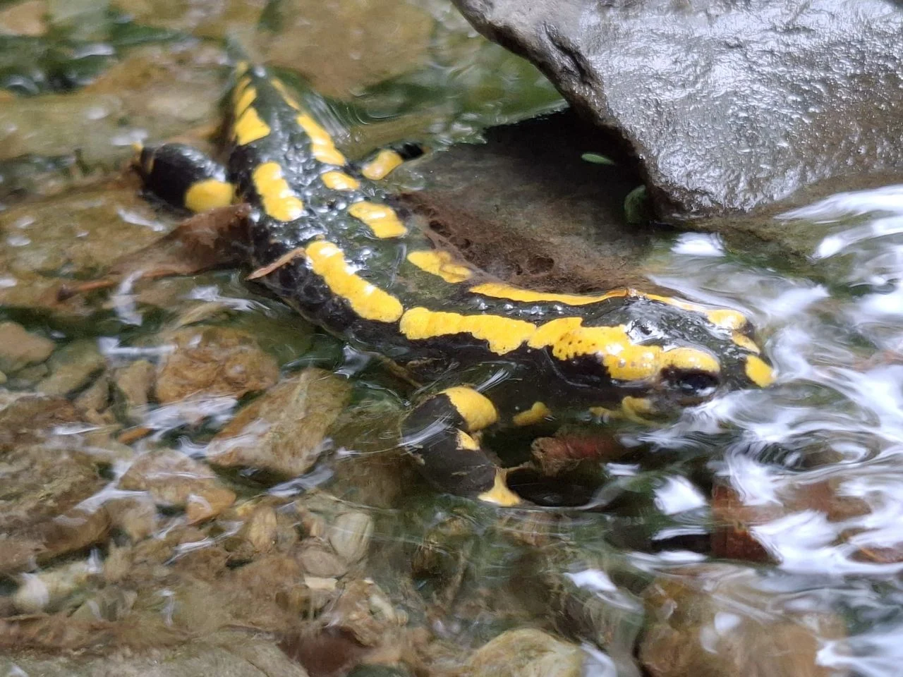 A fire salamander (photo: Menno van Rooij).