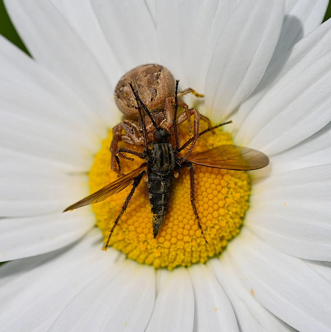 A large dancing fly, caught by a wood crab spider (photo: Alex van den Akker).