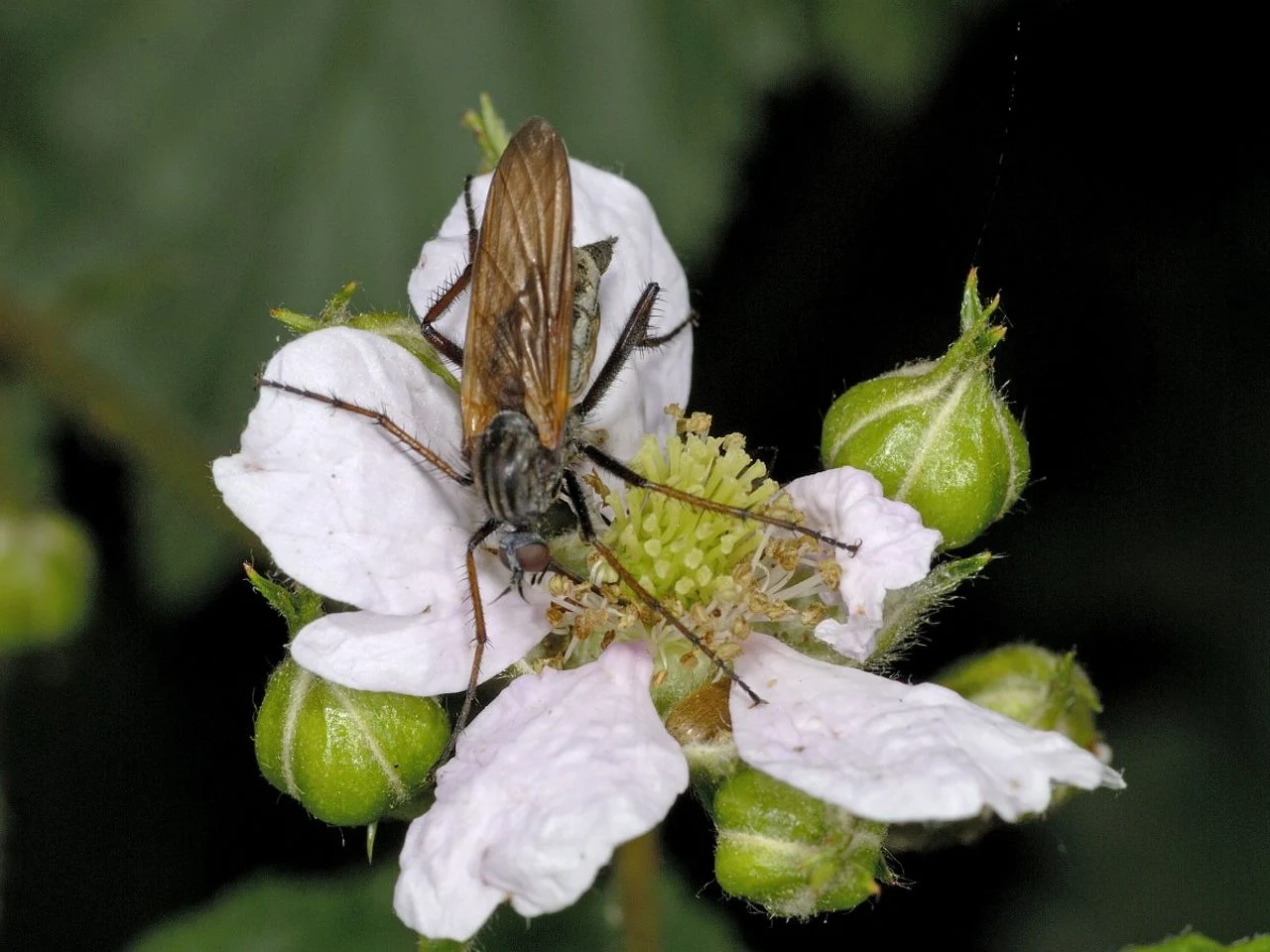 A large dancing fly (photo: Saxifraga/Ab H. Baas).