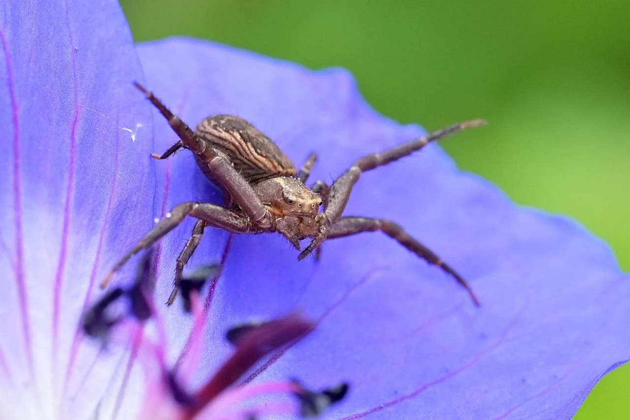 A kind of wood crab spider (photo: Saxifraga/Tom Heijnen).