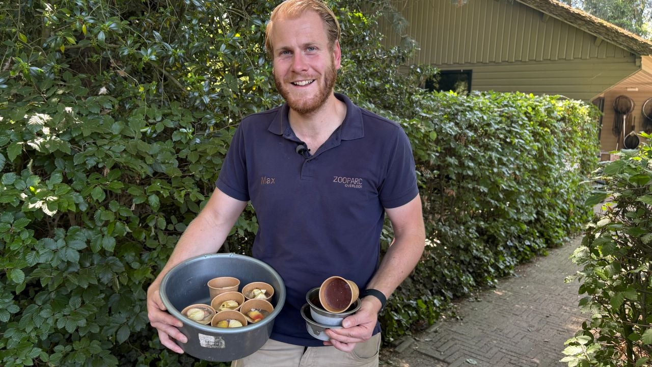 Max Kronier hands out ice creams to the animals at ZooParc Overloon.