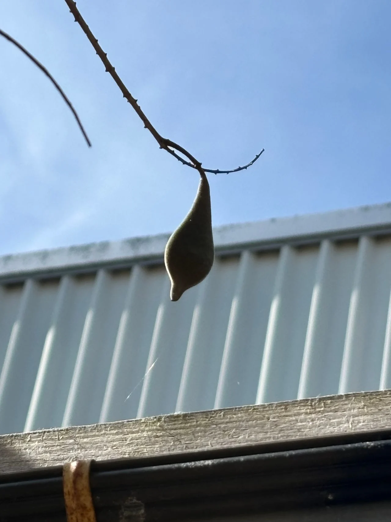 Seed box of a wisteria (photo: Gilbert Verhoeven).