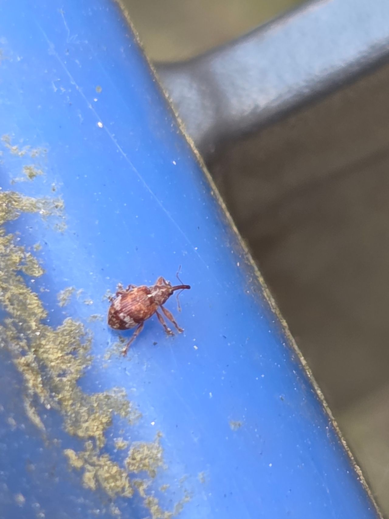 A cherry stone beetle (photo: Anja Thompson).