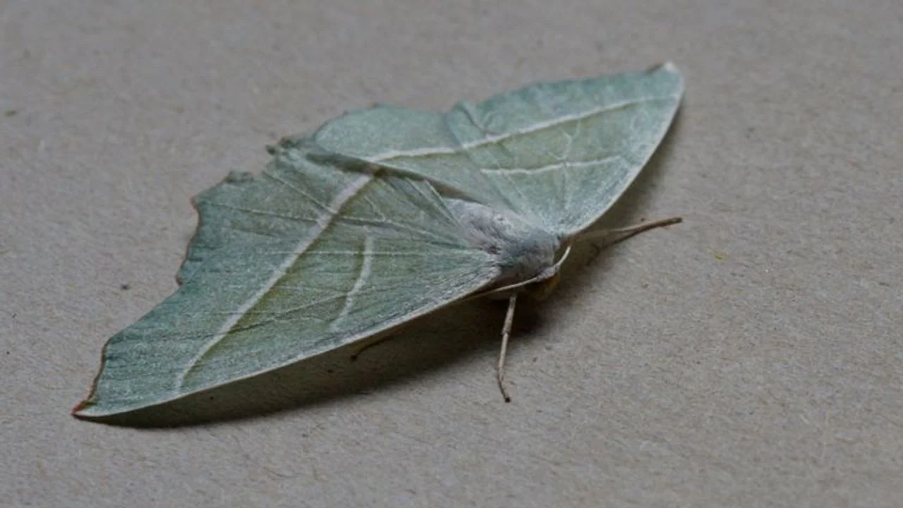 An apple branch moth (photo: Tom and Nellie van den Heuvel).