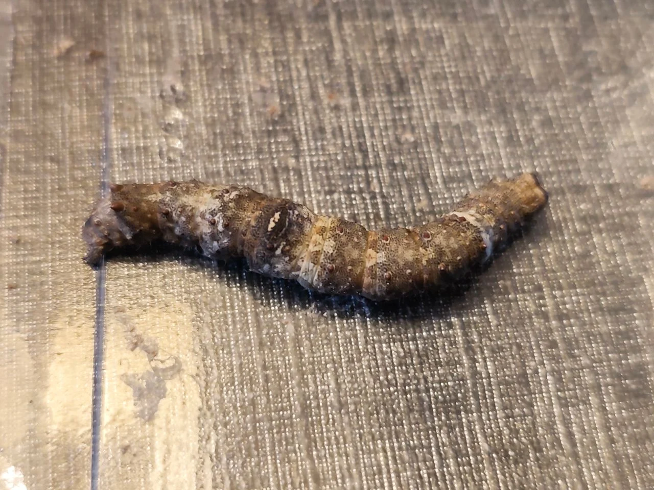 Caterpillar apple branch (photo: Donny van Koolwijk).