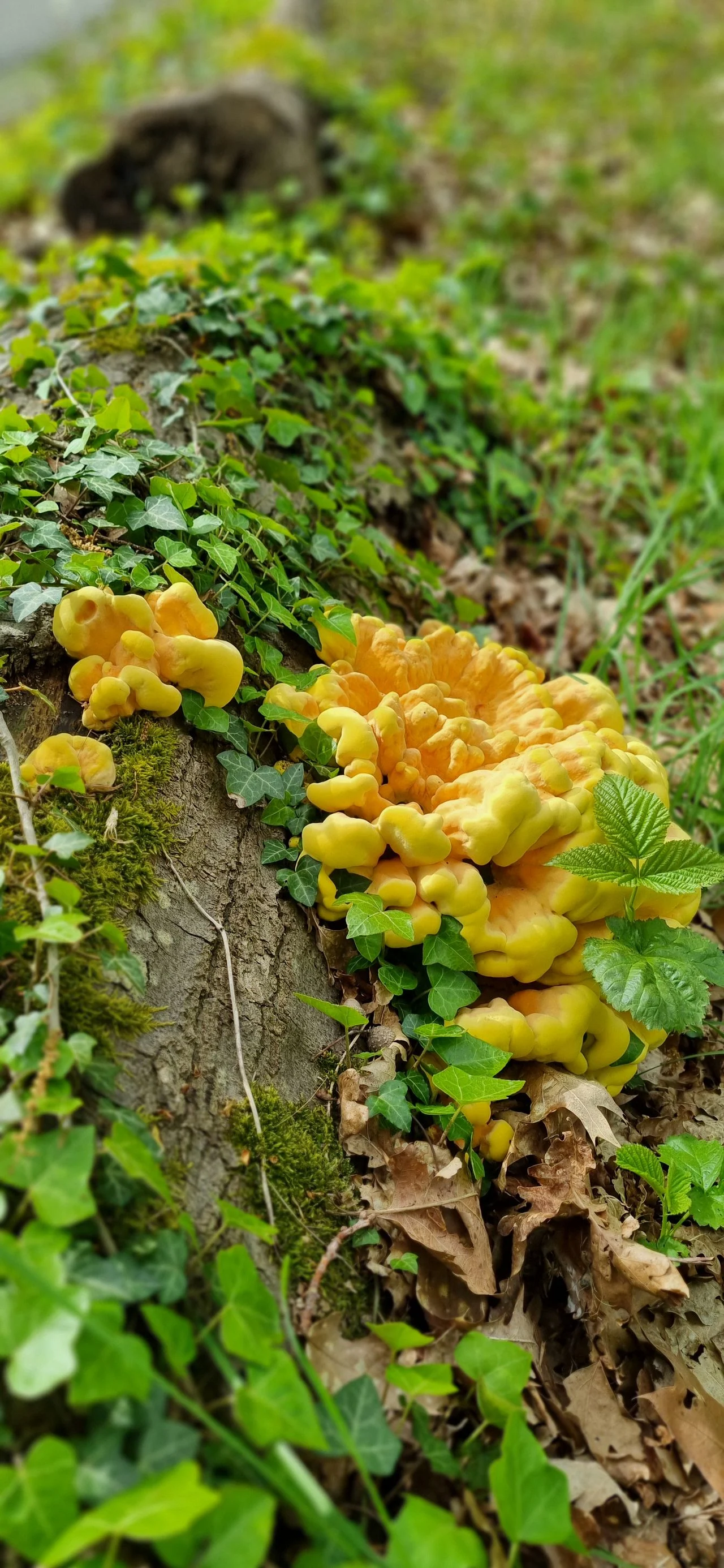 A cap of the sulfur fungus (photo: Angelique Jansen).