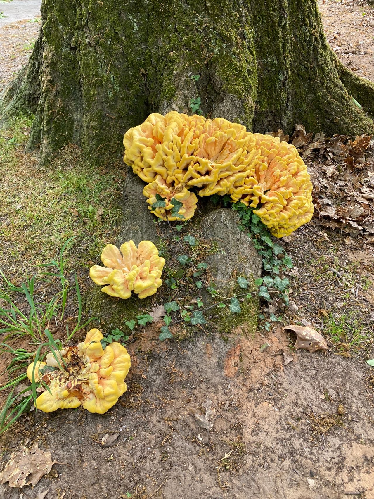 Hating sulfur fungi (photo: Frans Kapteijns).
