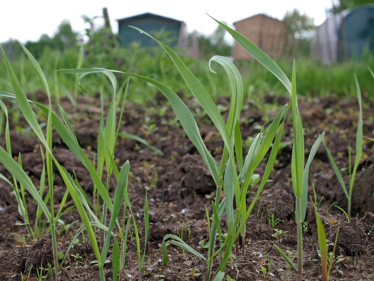Grass species cultivation (photo: Saxifraga/Hans Dekker).