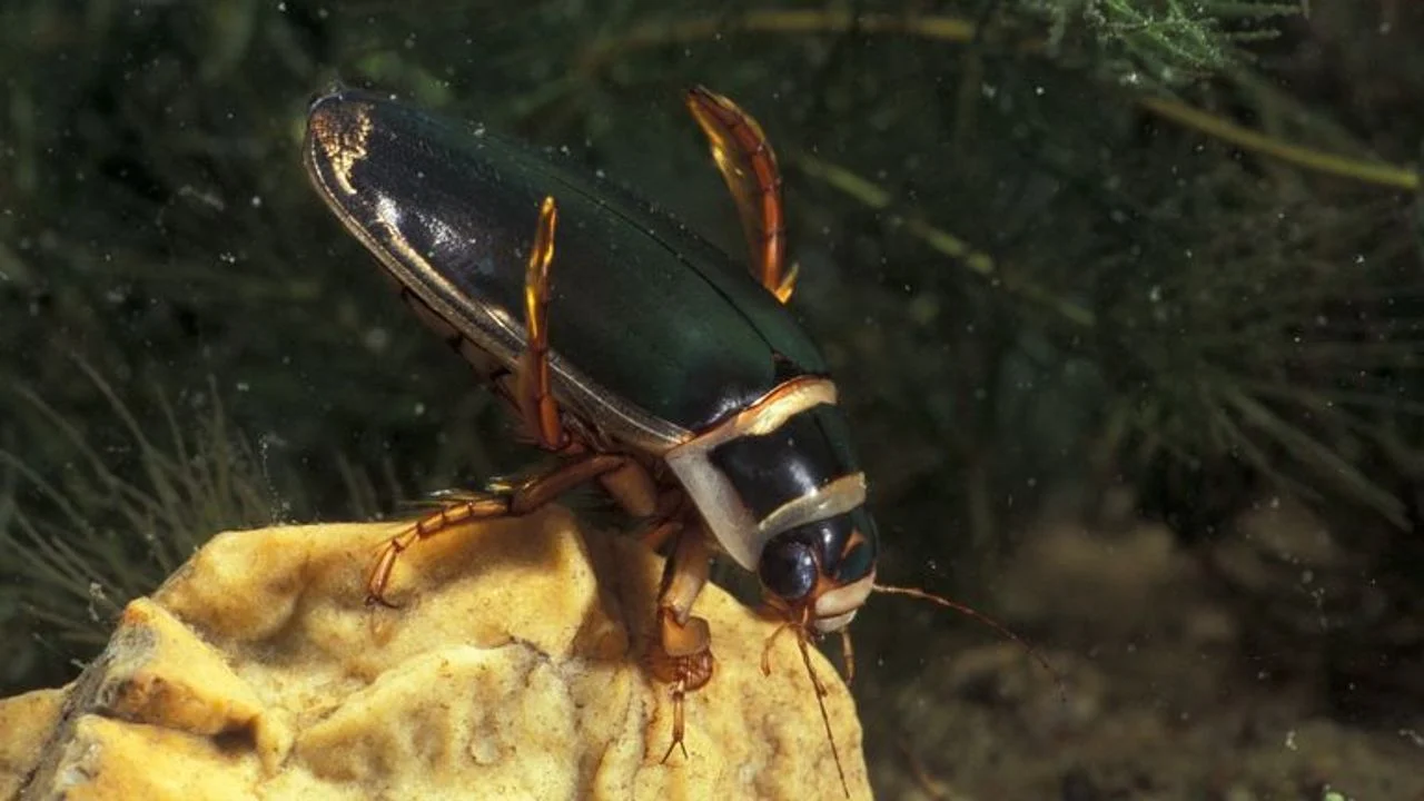 A yellow-edged water predator beetle (photo: Saxifraga/Frits Bink).