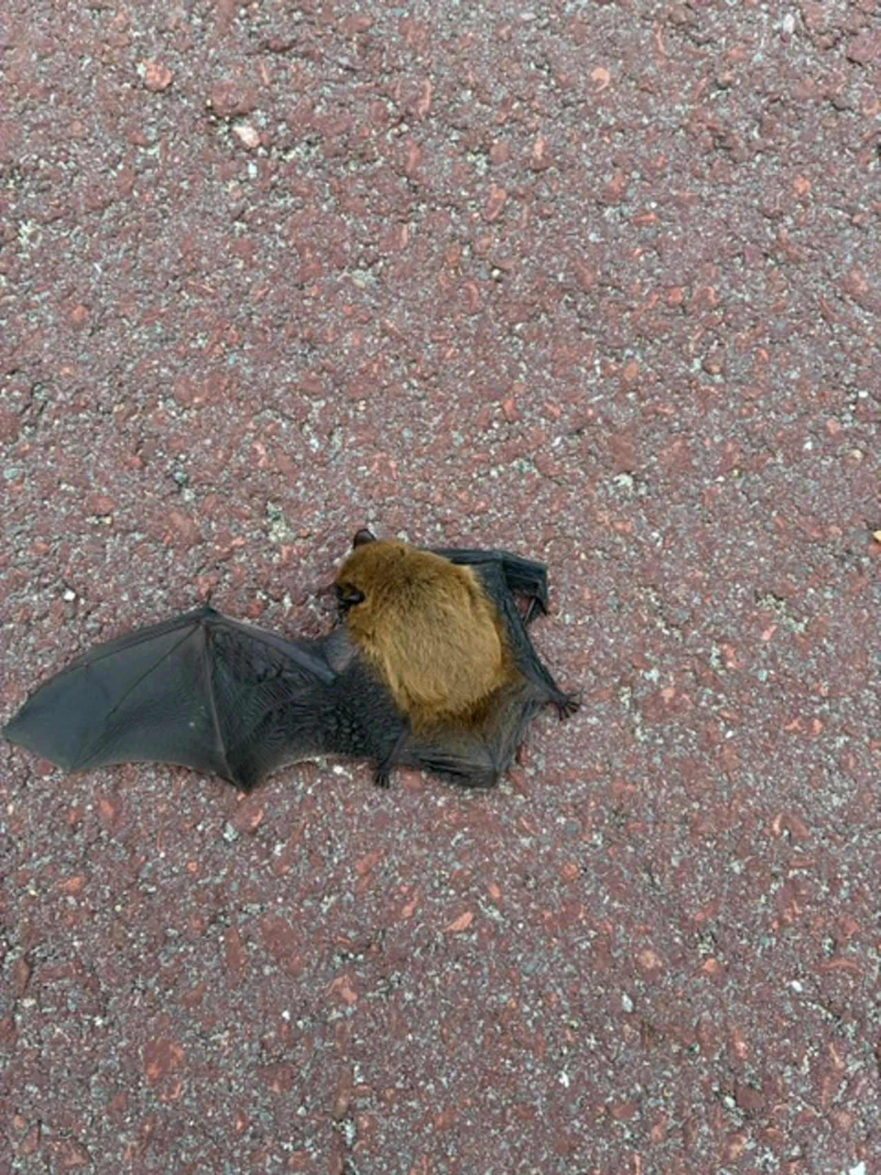 A common pipistrelle bat (photo: Jos and Lian Cleijsen).