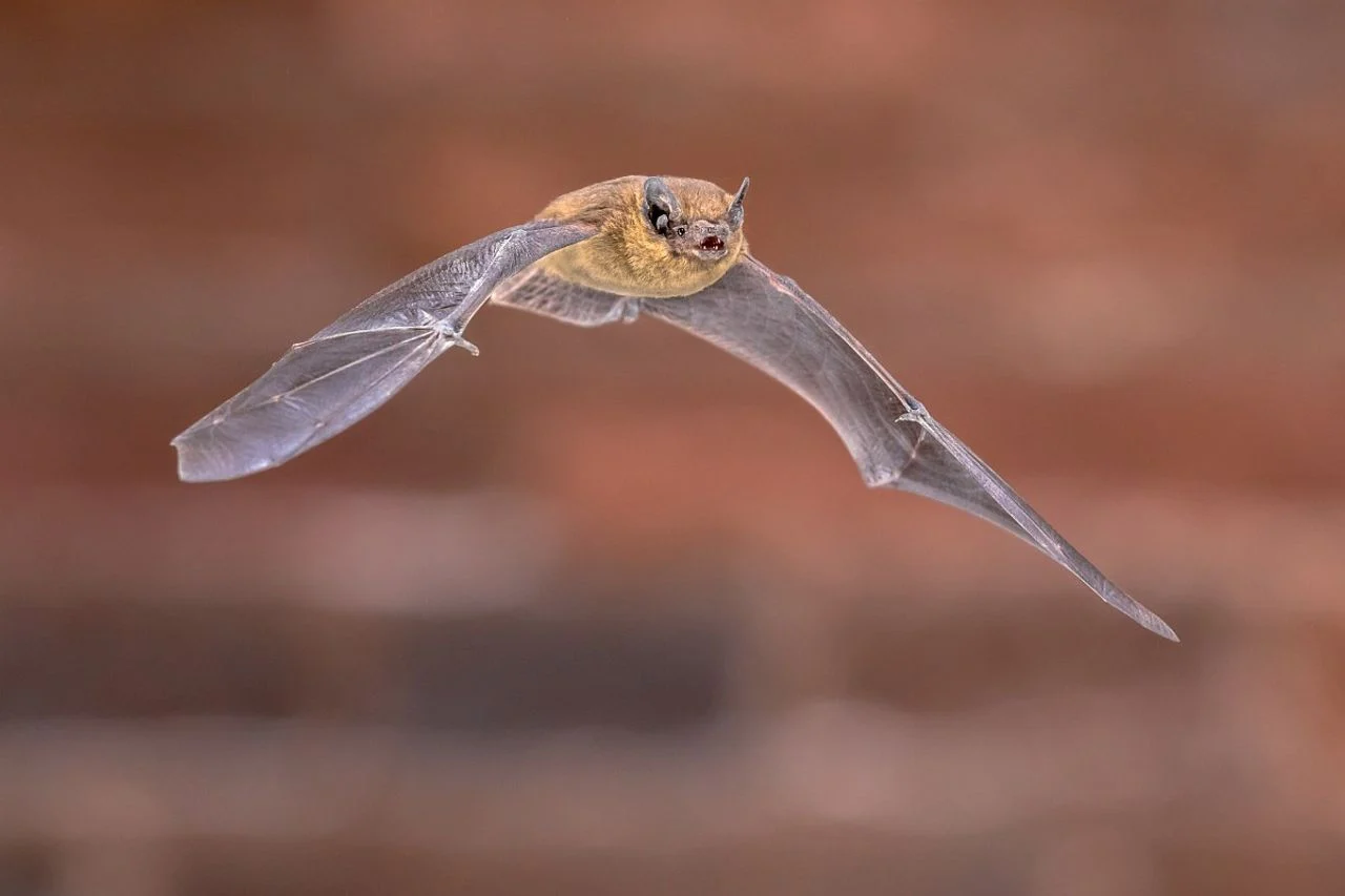 A common pipistrelle bat (photo: Saxifraga/Rudmer Zwerver).