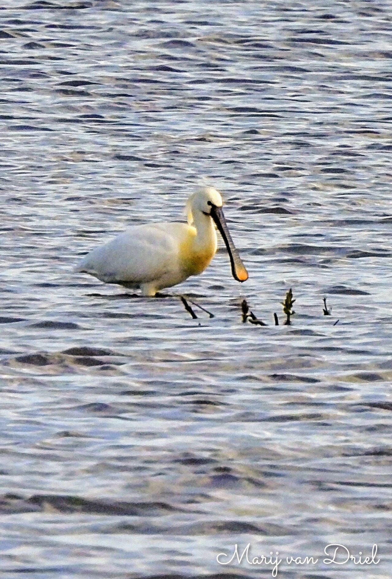 A spoonbill (photo: Marij van Driel).