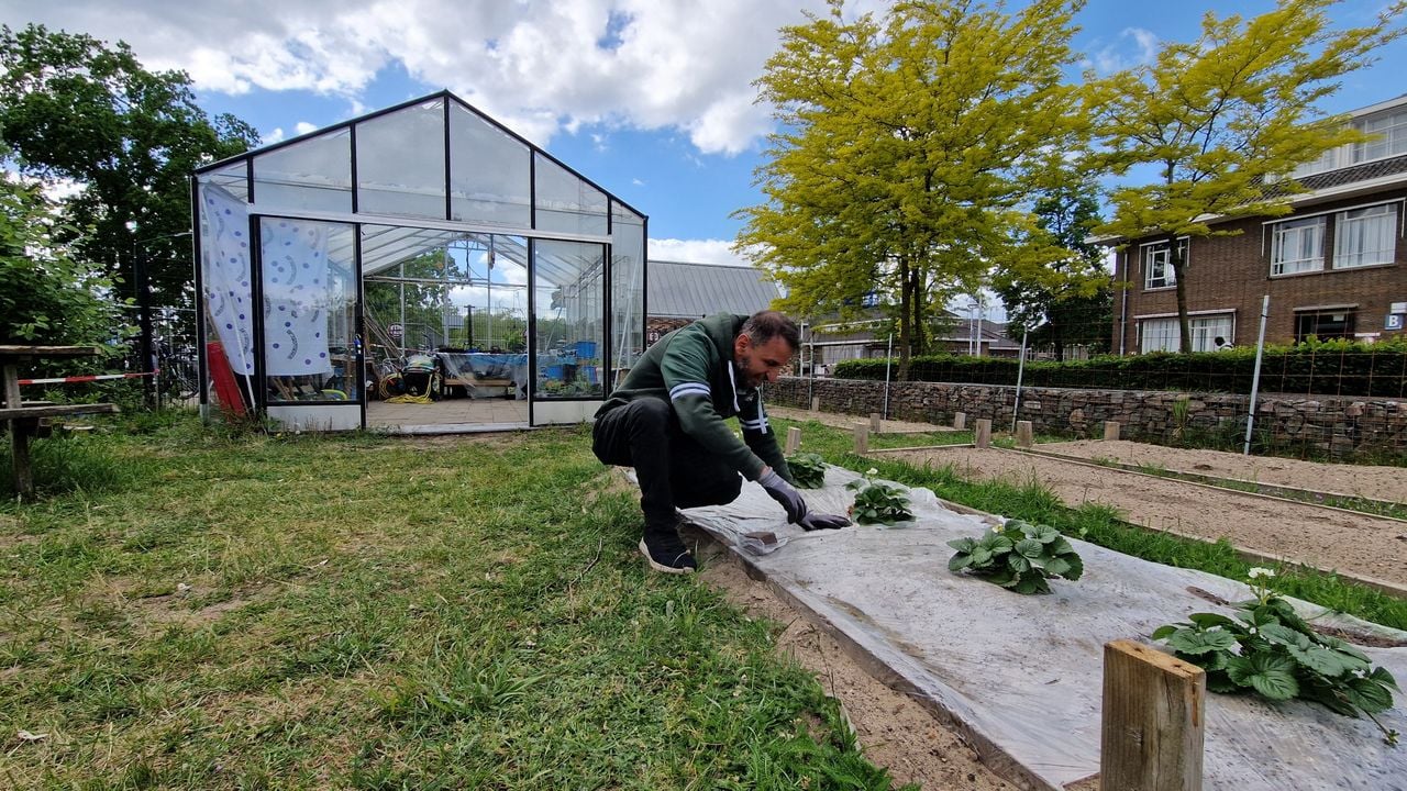 Shady in the vegetable garden at the asylum center in Grave (photo: Tom Berkers).