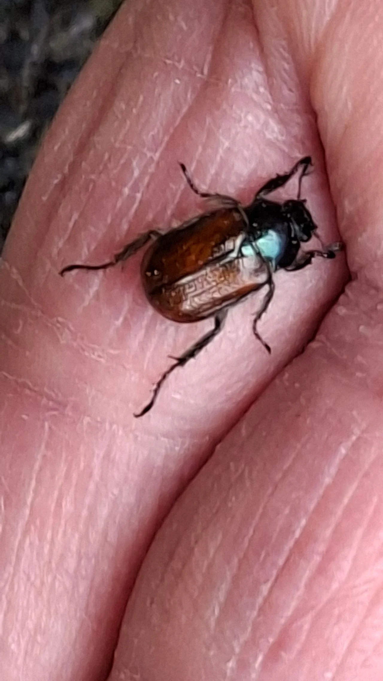 A rose beetle (photo: Cora Peemen).