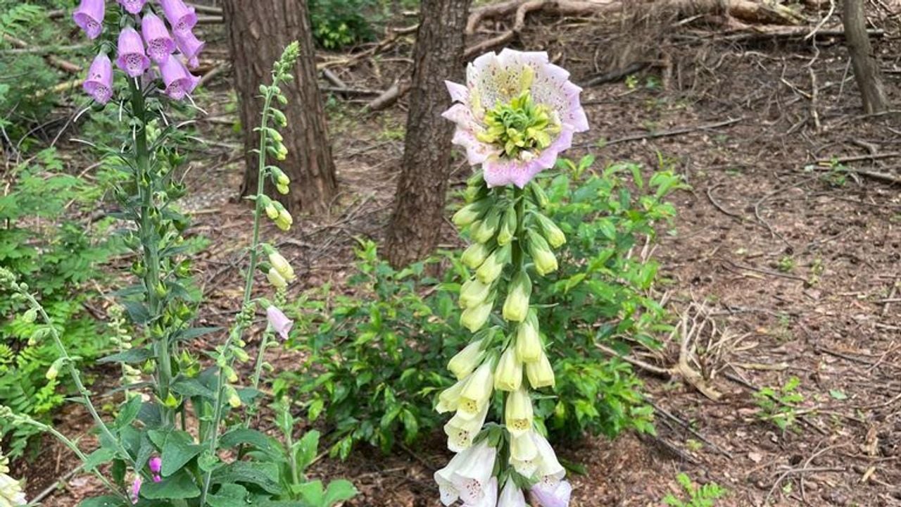 Foxglove with a special flower (Photo: Selina Lacourt).
