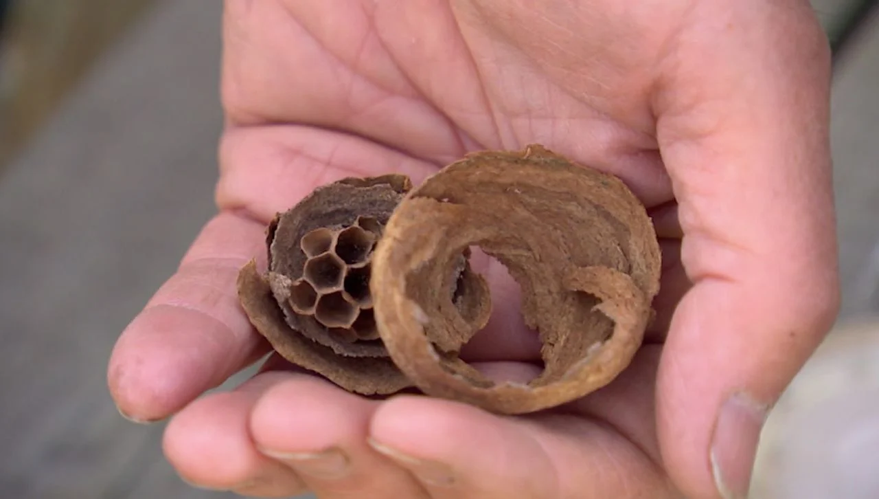 Small nest to combat yourself (photo: Omroep Brabant).