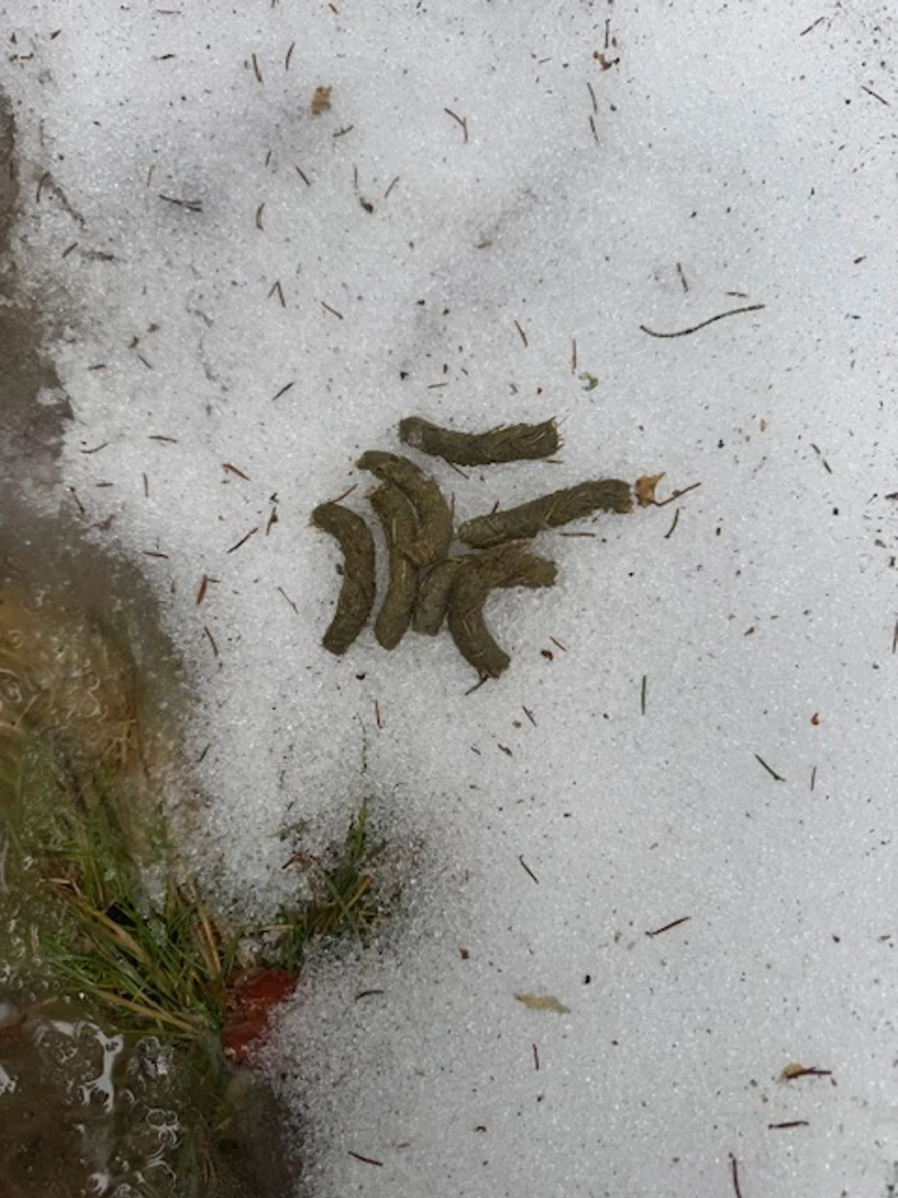 The droppings of probably a capercaillie (photo: Vincent Relleke).
