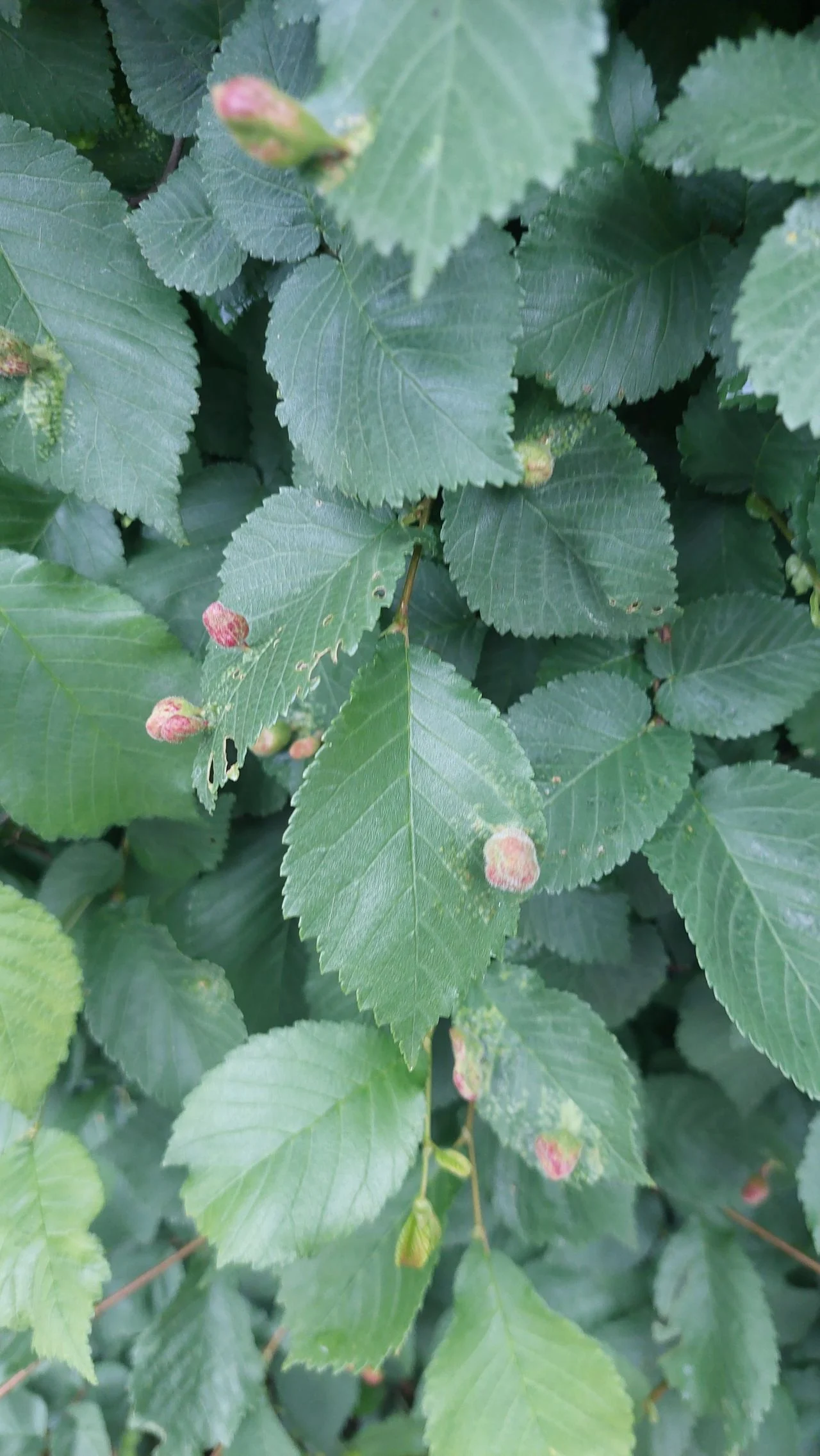 Gall grass aphid on an elm leaf (photo: Elly van den Reek).