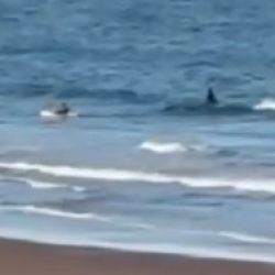 Orca whale in Golfo San Matías | Photo: CEDOC