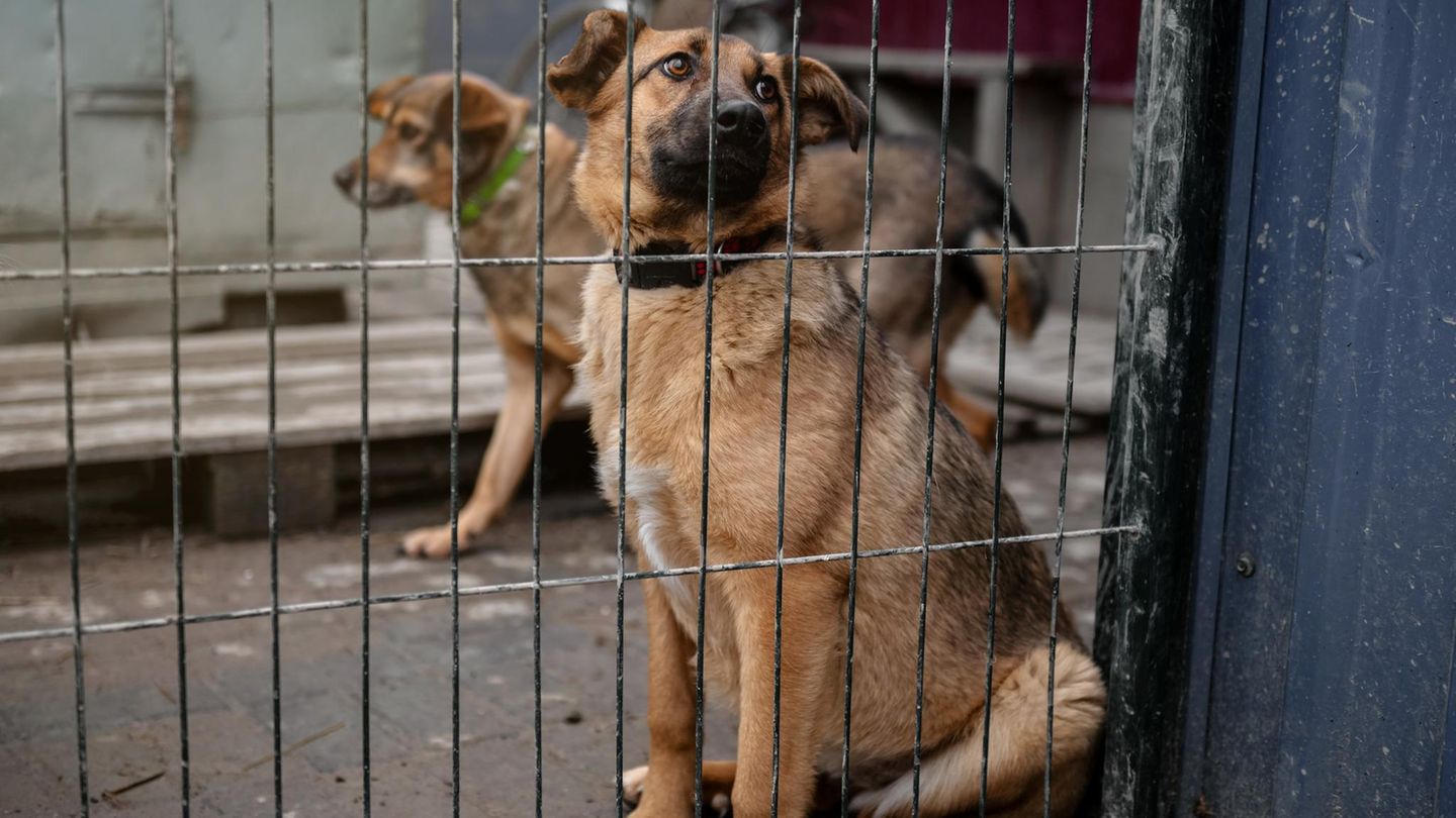 117 Dead Dogs Found at California Rescue Center: Shocking Discovery