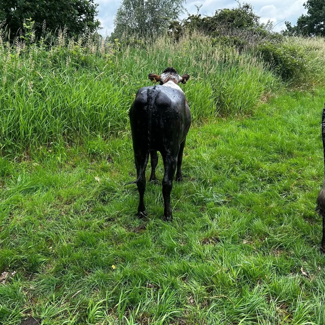 The rescued cow on dry land (photo: Facebook Fire Department Terheijden)
