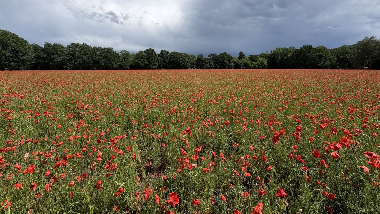 Grass was actually supposed to grow in this field, but farmer Frank accidentally sowed poppies (photo: Wilco Zonneveld).