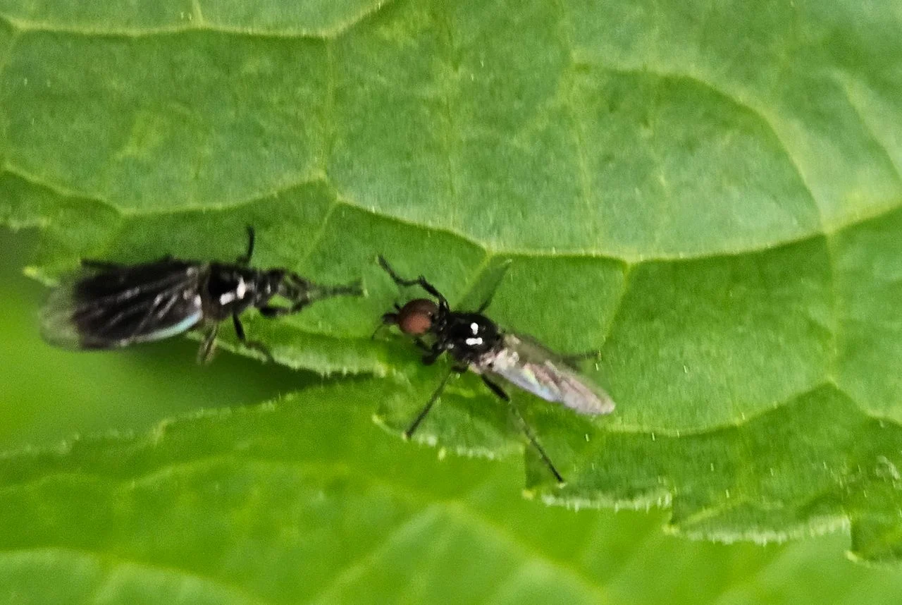 Two fever flies (photo: Margot Reijnders).