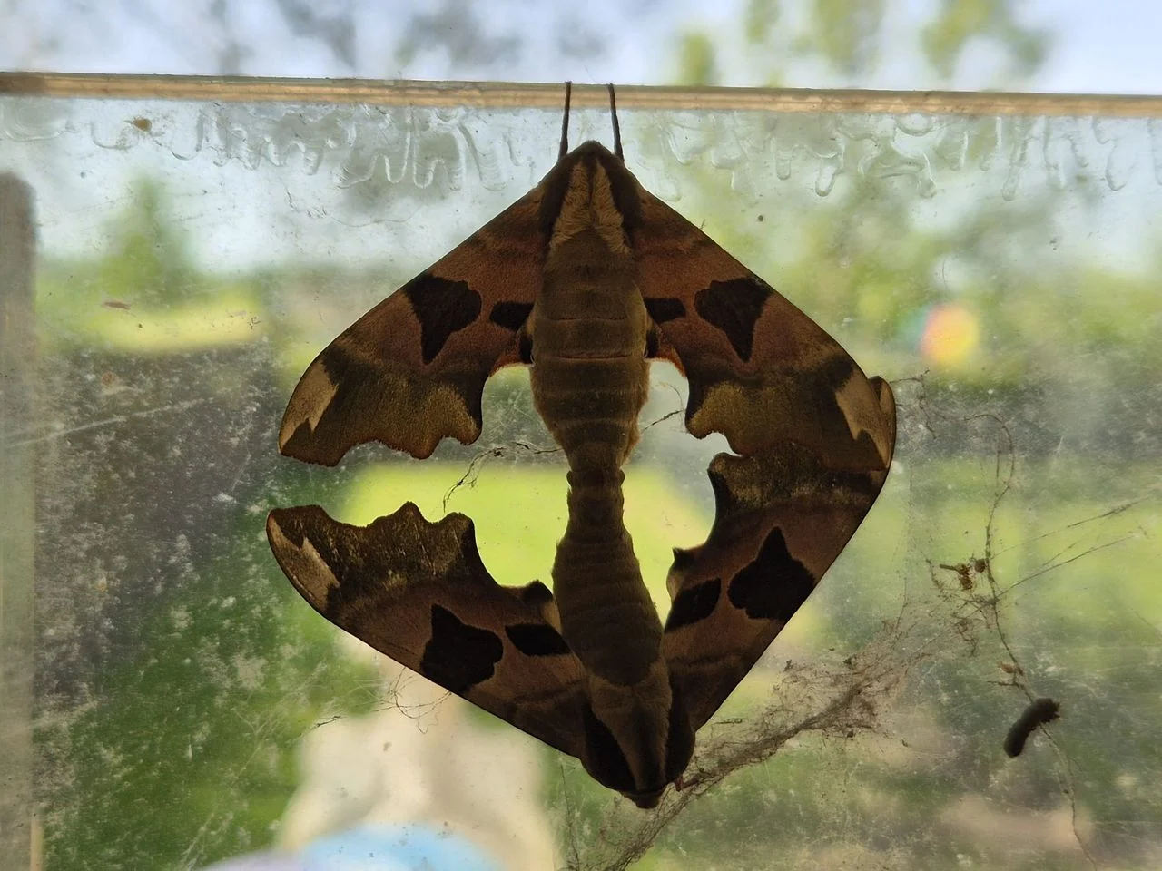 Mating of agate butterflies (photo: Anjo Brock).