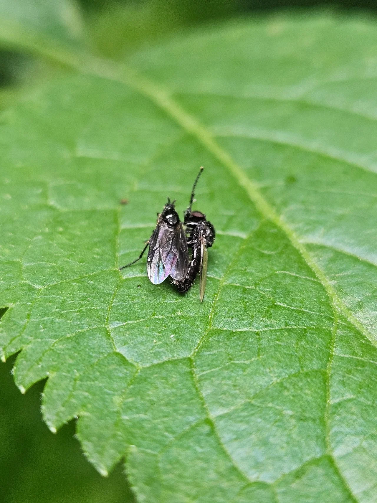 Mating of 2 fever flies (photo: Margot Reijnders).