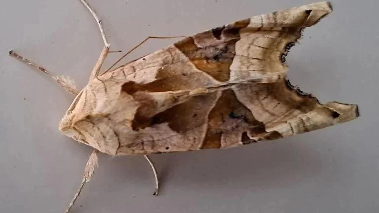 An agate butterfly (photo: Rinus Mesman).