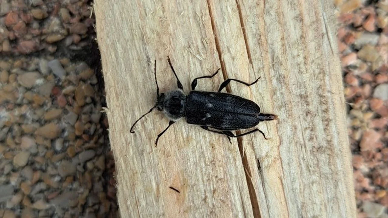 A house longhorn beetle (photo: Cora Peemen).
