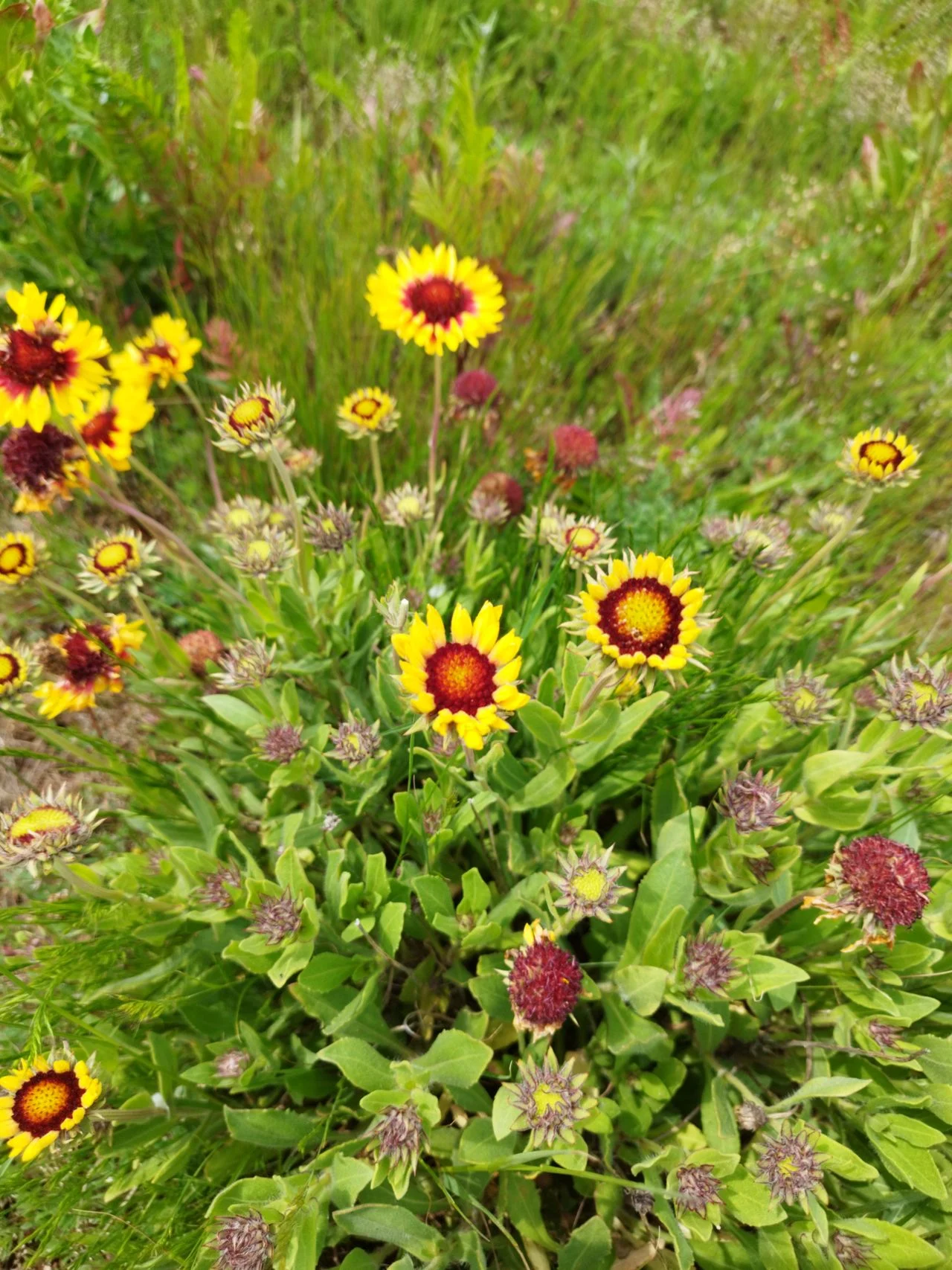 Cockade flowers (photo: Koos Riksen).