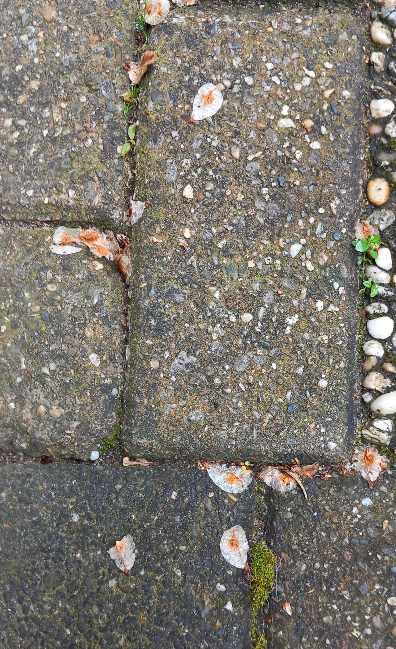 The seeds of an elm (photo: Marijke Lamers).