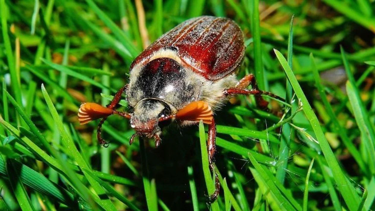 A male cockchafer (photo: Pixabay Karsten Paulick).